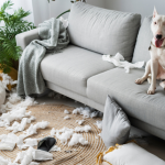 高雄沙發清潔-毛小孩